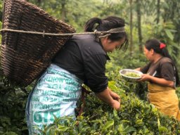 young female plucking green leaf small